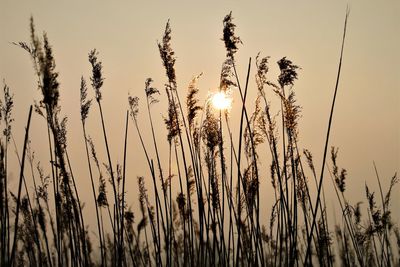 Wiew to setting sun through reeds.