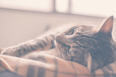 Close-up of cat lying down