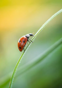 Ladybug gras summer 