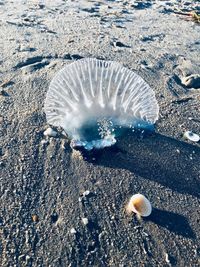 High angle view of shell on beach