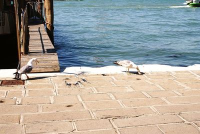 Seagull perching on shore