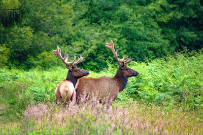 Deer in a field