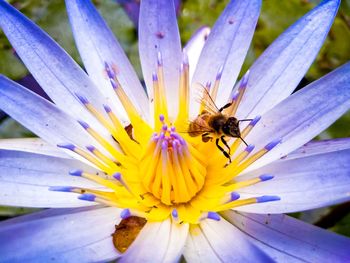 Close-up of bee pollinating on purple flower