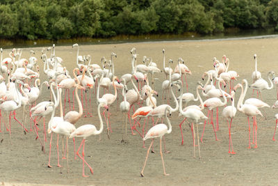 Flock of birds in the lake