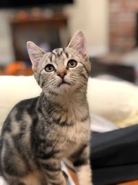 Close-up portrait of tabby cat