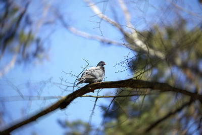 Low angle view of bird perching on tree