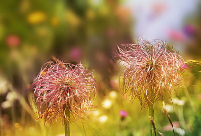 Close-up of thistle