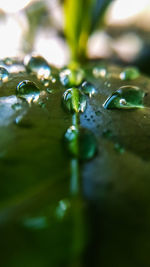 Close-up of raindrops on leaf