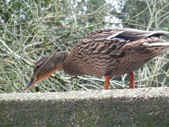 Close-up of female mallard duck on retaining wall against plants