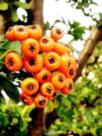 Close-up of fruits on plant