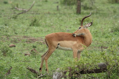 Side view of deer standing on field