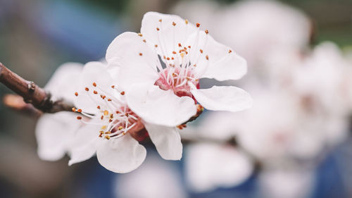 Close-up of white cherry blossom