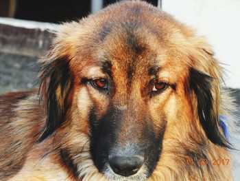 Close-up portrait of dog