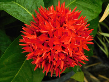 Close-up of red flower blooming outdoors