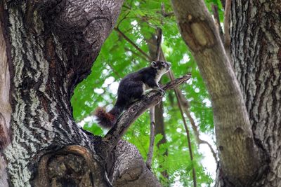 Low angle view of monkey sitting on tree trunk