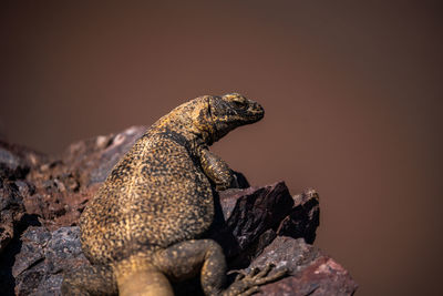 Close-up of lizard