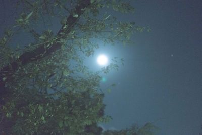 Low angle view of trees against sky at night