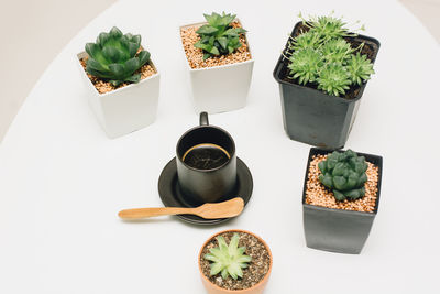 High angle view of potted plants on table