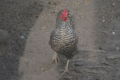 High angle view of a bird on field