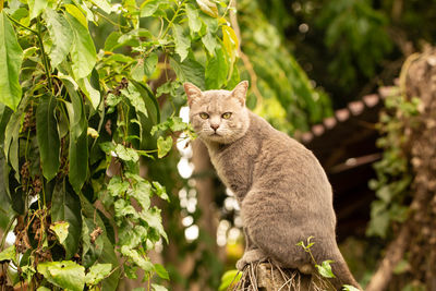 Cat looking away against plants