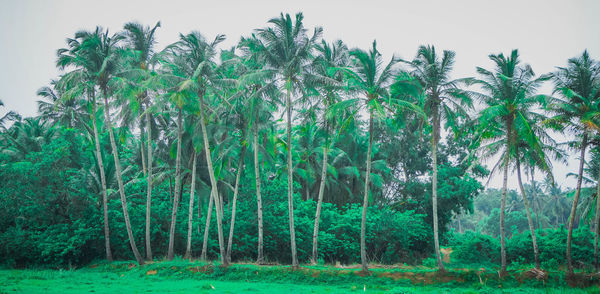 Trees growing in forest against sky