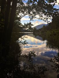 Scenic view of lake in forest