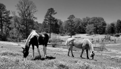 Horse standing on field