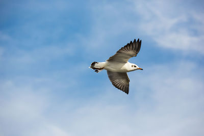 Low angle view of bird flying against sky