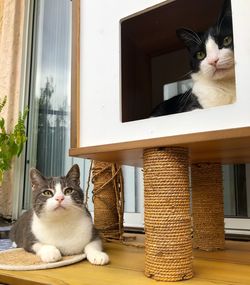 Portrait of cat sitting on table at home