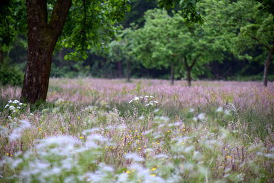 Flowers growing on field