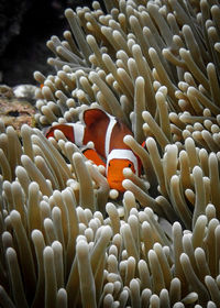 Fish swimming in sea