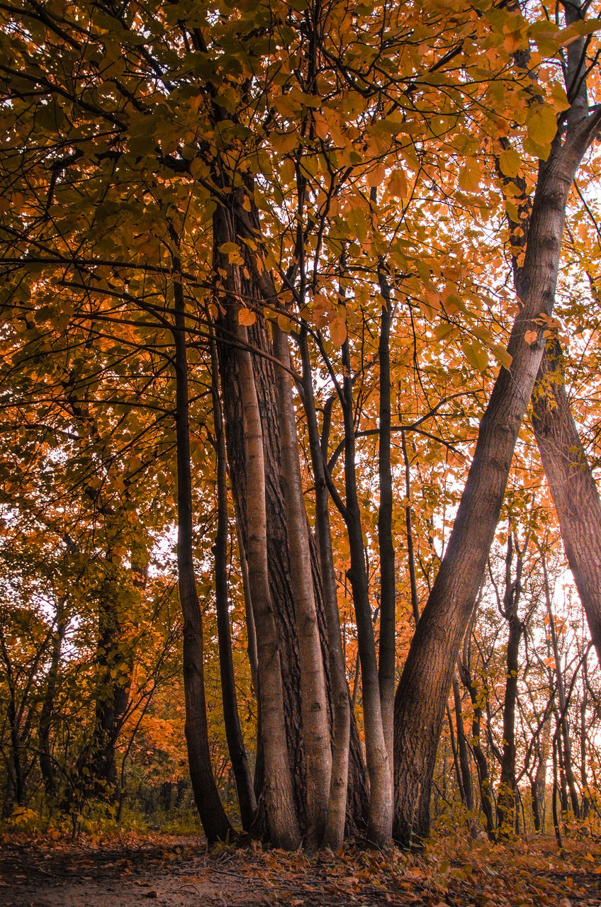 VIEW OF TREES IN THE FOREST