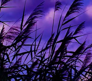 Low angle view of plants against sky