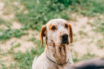 Close-up of dog looking away outdoors