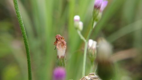 Close-up of red flower on field