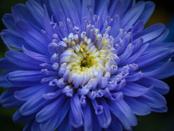 Close-up of purple dahlia
