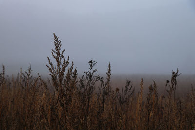 Close-up of plants on field against clear sky