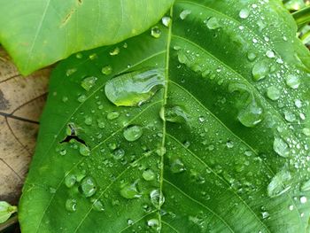 Close-up of raindrops on leaves