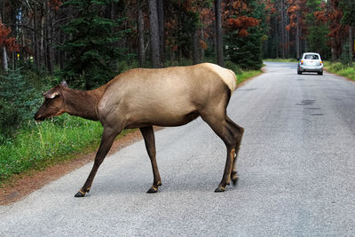 A female elk crosses a road with a vehicle in the background.