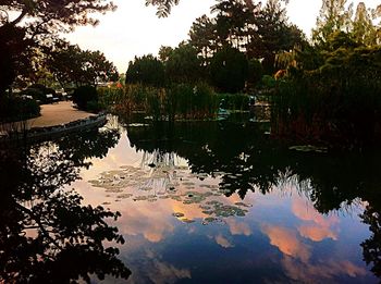 Reflection of trees in calm lake