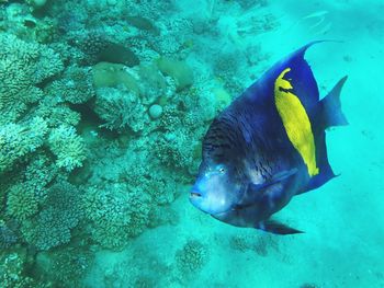 Fish swimming in sea