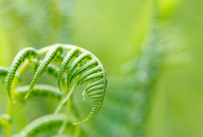 Close-up of fern leaves