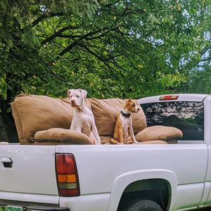 Sunday funday my two dogs having fun in the sun riding around the property