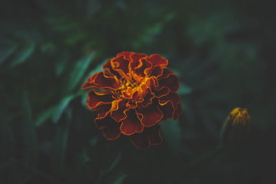 Close-up of fresh red flower blooming in garden