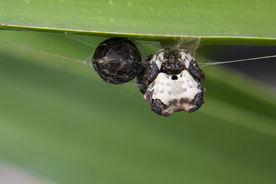 Close-up of spider on web