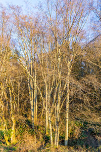 Bare trees in forest