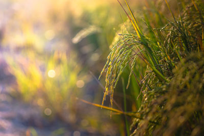 Close-up of fresh green grass