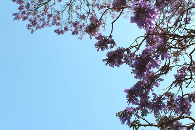 Low angle view of flower tree against clear sky