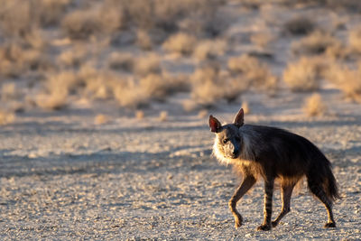 Full length of a dog running on field