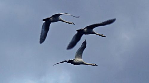 Low angle view of seagull flying in sky